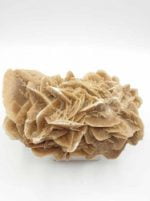 A piece of ROSE DESERT MOROCCO mushroom on a white background.