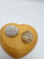 Two FOSSIL TUMBLED CORAL CHRYSANTHEMUM in a heart-shaped box.